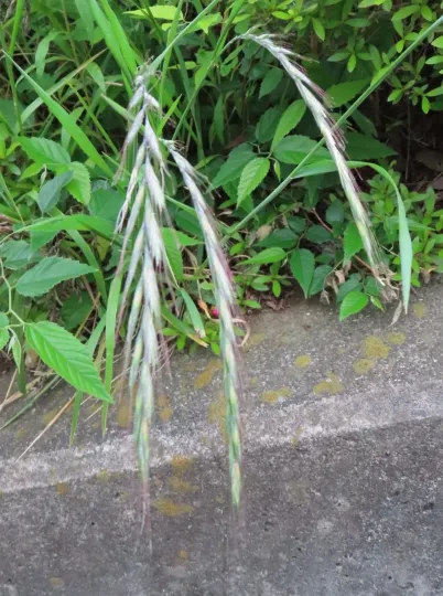 Agropyron kamoji