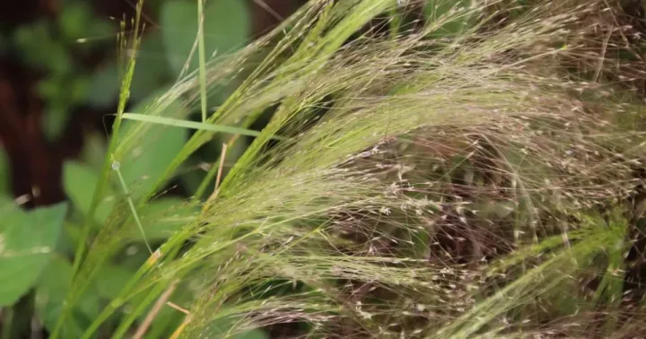 Schimper's bentgrass