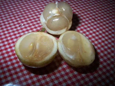Baccaurea dulcis