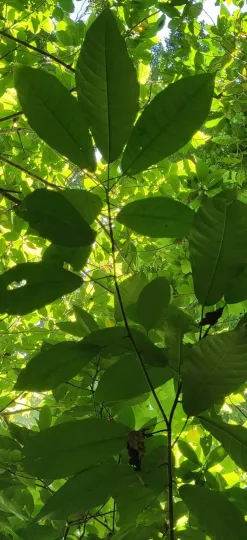 Baccaurea ramiflora