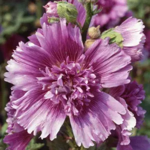 Cut-leaved hollyhock