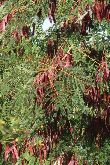 Albizia procera