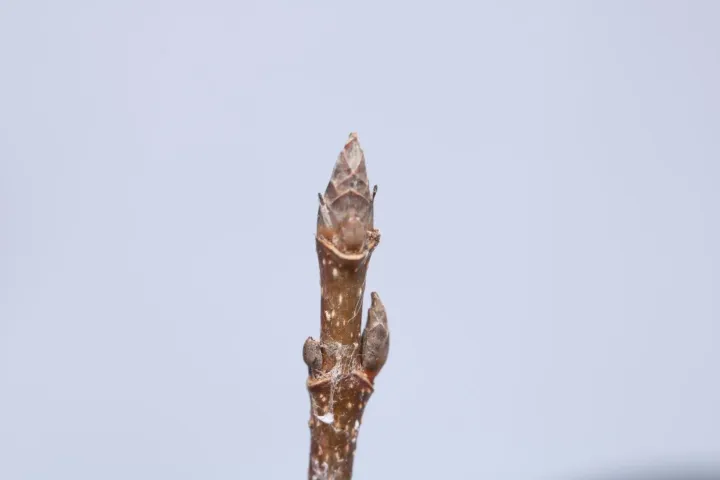 Клён сахарный