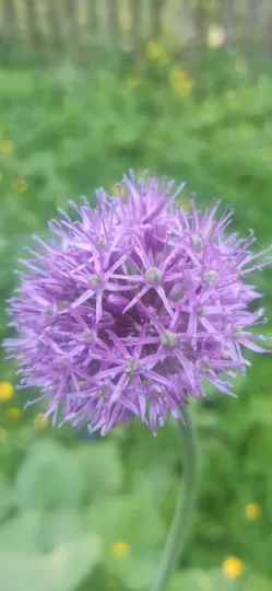 Aflatun onion