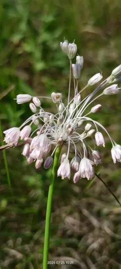 Panicled onion