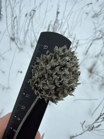 Цибуля округла