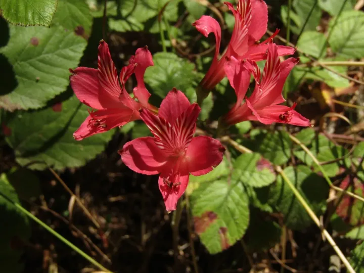 Blood-flowered alstroemeria