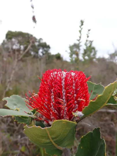 Albany banksia
