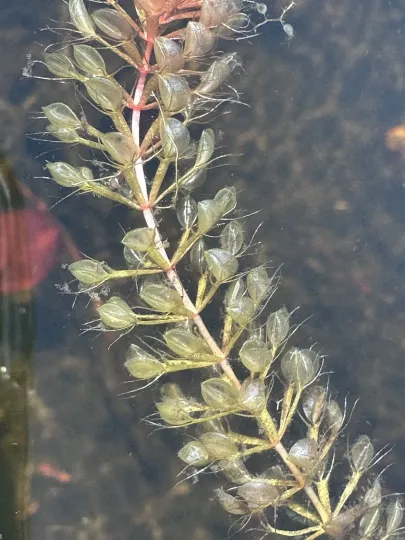 Aldrovanda vesiculosa