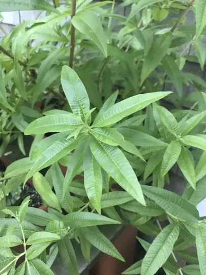 Lemon verbena