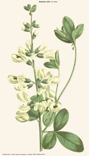 Baptisia x variicolor