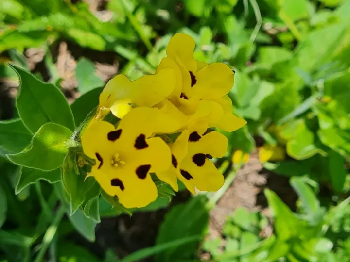 Arnebia pulchra
