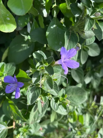 Barleria obtusa