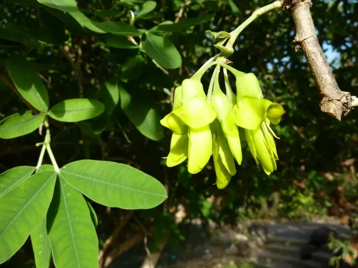 Anagyris latifolia