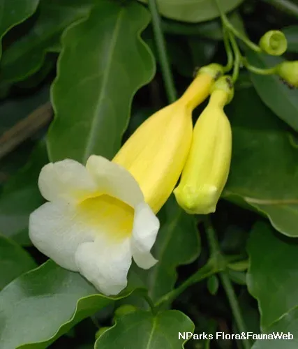 Anemopaegma chamberlaynii