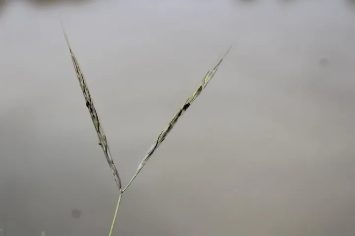 Chinese beard grass