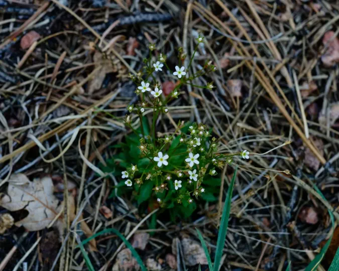Pygmyflower