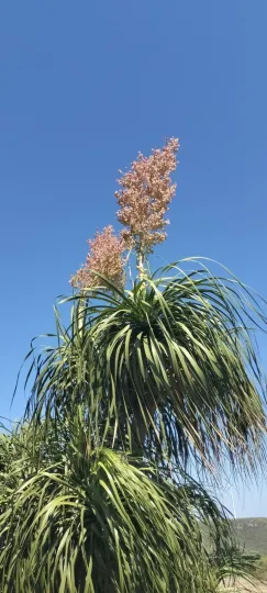Beaucarnea recurvata