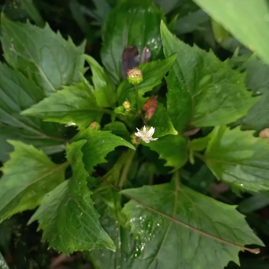 Adenostemma brasilianum