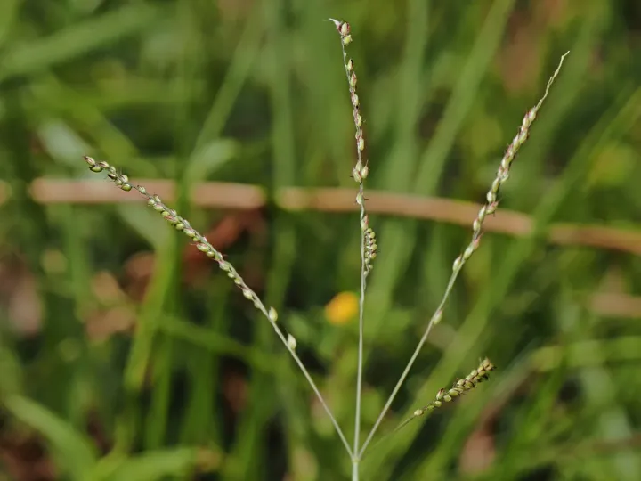 Alloteropsis cimicina