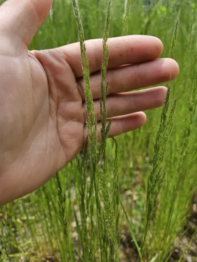 Dense silkybent