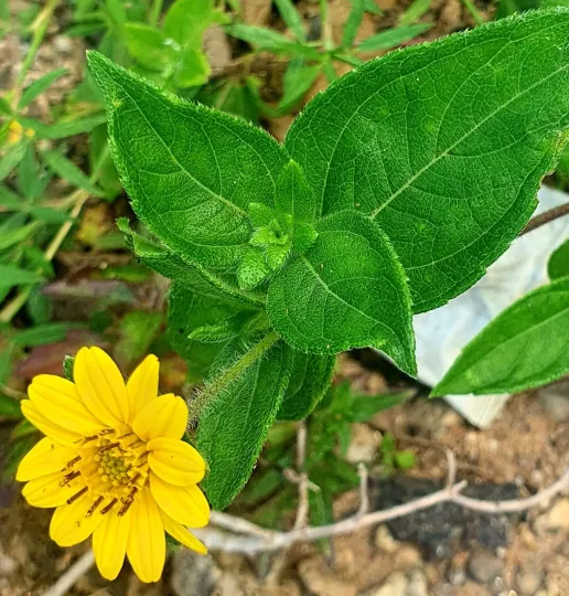 Aspilia africana