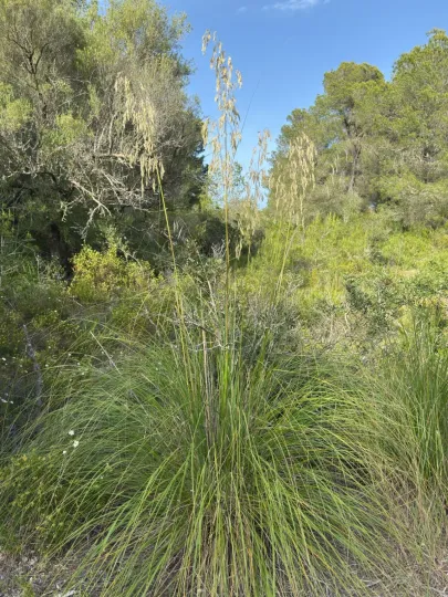 Ampelodesmos mauritanicus