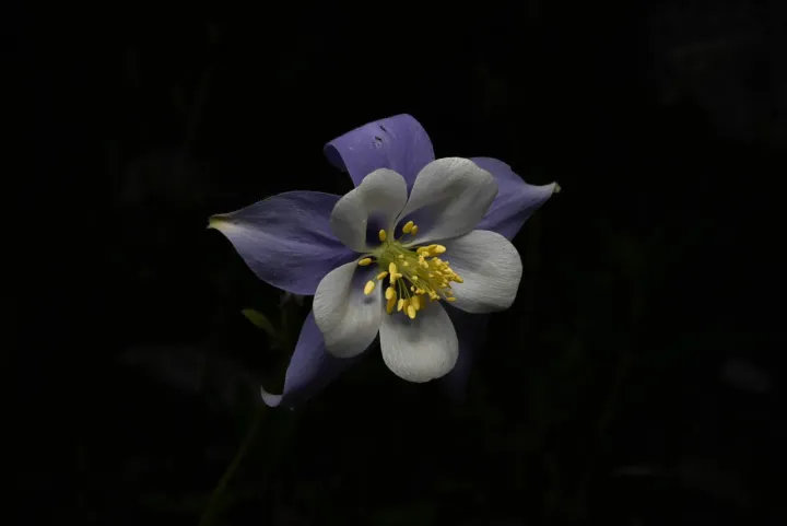 Colorado blue columbine