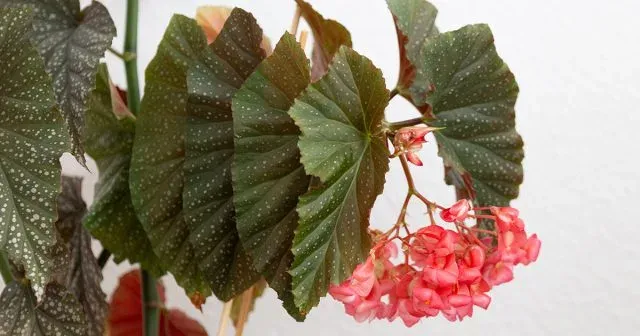Coral Begonia