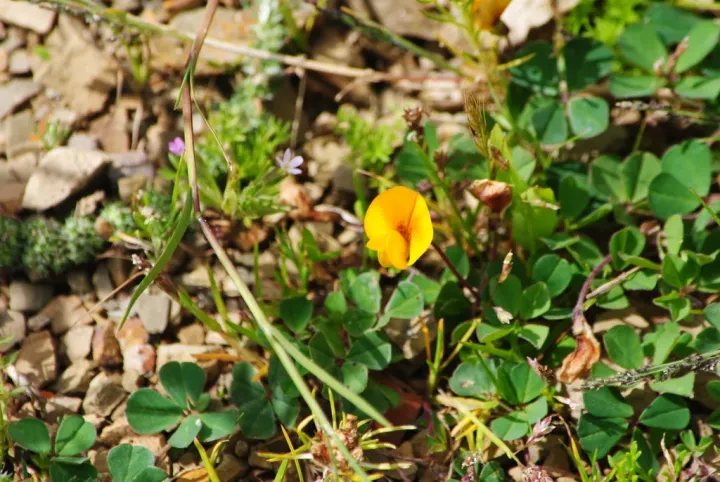 Mountain peanut