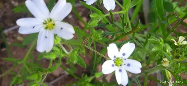 Arenaria cerastioides