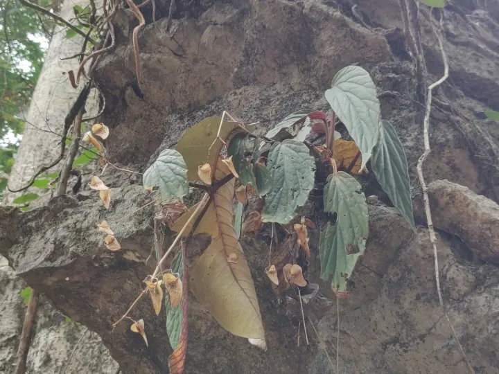 Begonia hatacoa