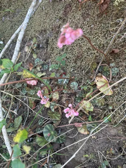 Begonia hydrocotylifolia