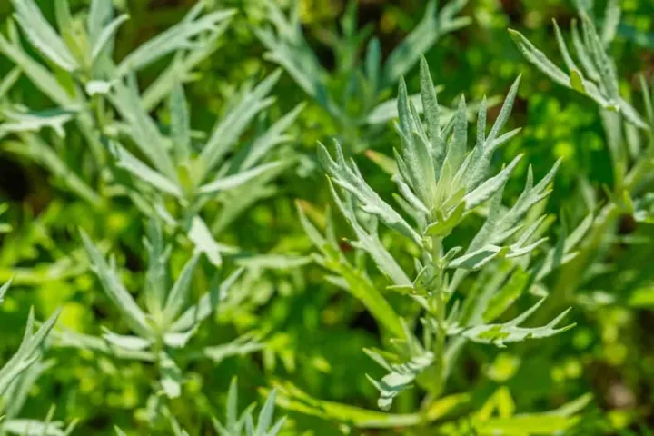 Abyssinian wormwood