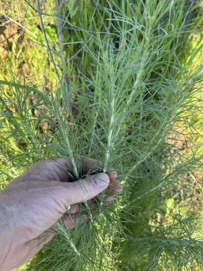 California sagebrush