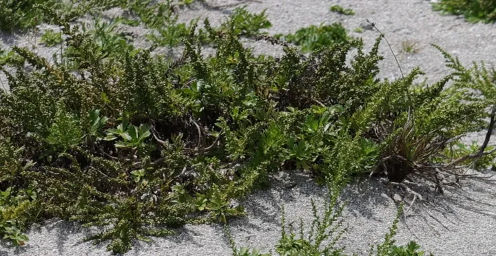 Japanese wormwood