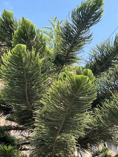 Norfolk Island pine
