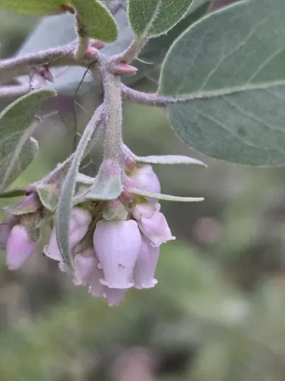 Hairy manzanita