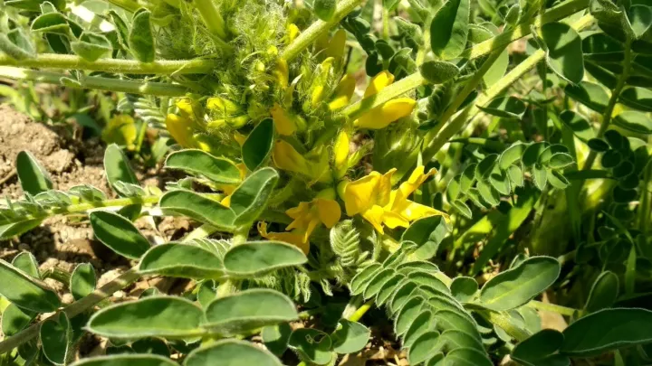 Large-fruited milkvetch