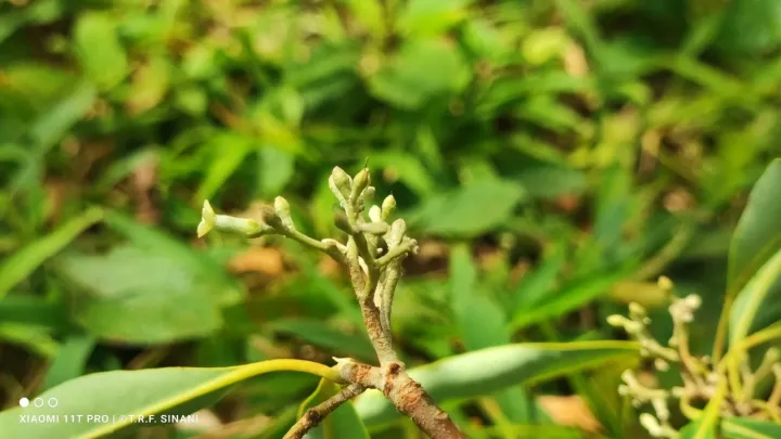Aspidosperma parvifolium