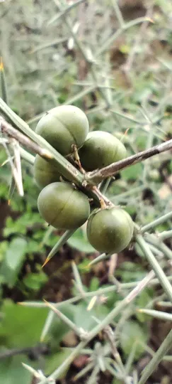Asparagus aphyllus