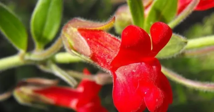 Antirrhinum speciosum