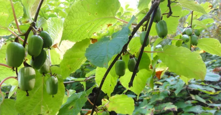 Actinidia melanandra