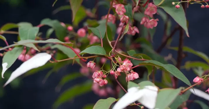 Actinidia tetramera