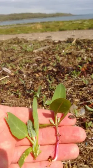Bracteosa saltbush