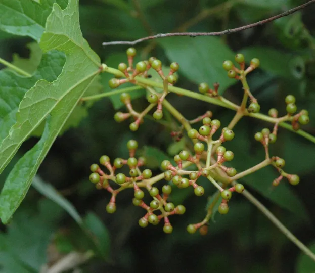 African grape
