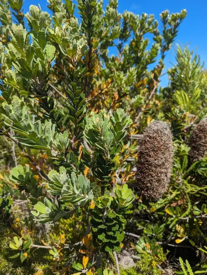 Banksia praemorsa