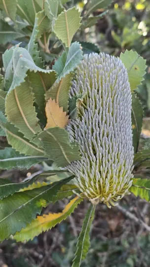 Saw Banksia