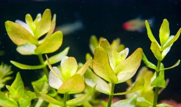 Water bacopa