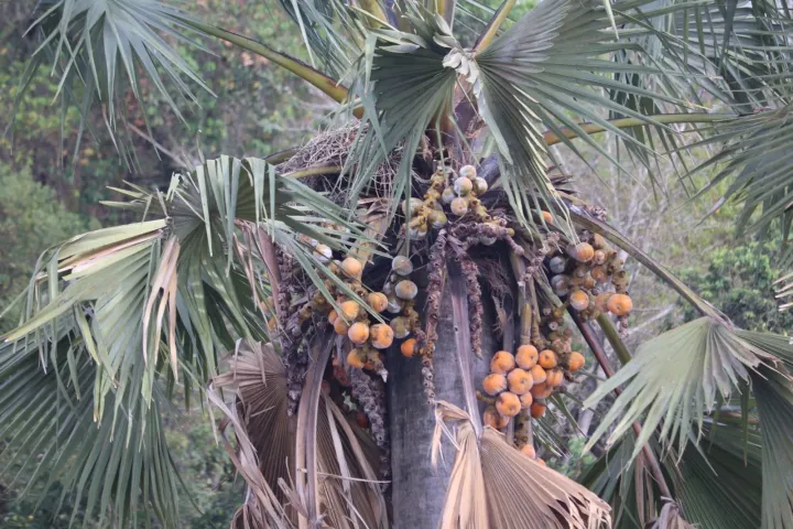 African fan palm